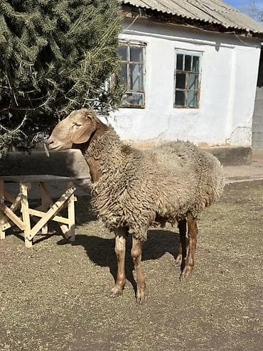 куплю тук: Продаю | Овца (самка) | Для разведения | Племенные, Осеменитель — 2