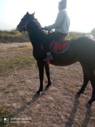 купить собаку немецкую овчарку: Продаю | Кобыла (самка), Жеребенок | Полукровка | Для разведения, Рабочий, Конный спорт | Племенные — 4