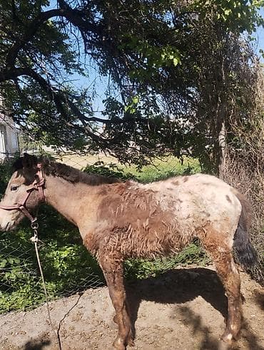 жер уй бишкек сатылат: Сатам | Тай | Ат спорту — 2