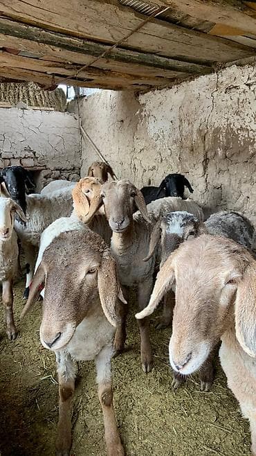 Баран, овца: Продаю | Овца (самка) | Для разведения — 2