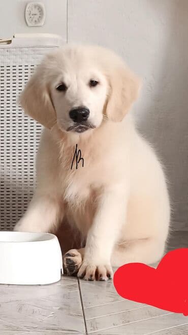 возьму собаку в добрые руки: Ретривер, 3 месяца, Самец, С родословной — 3