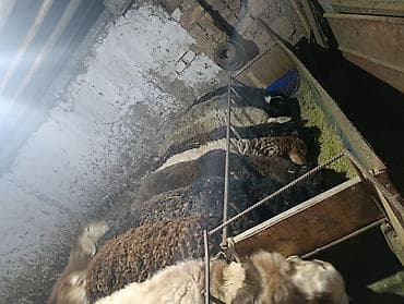 кармушка для овец: Продаю | Овца (самка) | Для разведения | Матка — 5