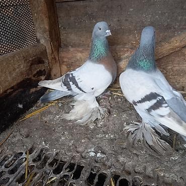 3д сетка: Продаётся пара удышэй 3000 окончательно — 4