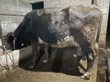 сколько стоит породистый щенок немецкой овчарки: Продаю | Корова (самка) | Алатауская, Швицкая | Для разведения, Для молока | Племенные, Осеменитель, Стельные — 2