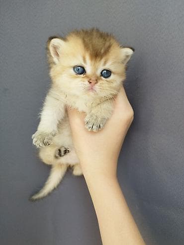 кошки и собаки: 🐾 Открыто бронирование котят шотландской породы 🐾 Предлагаются к — 2