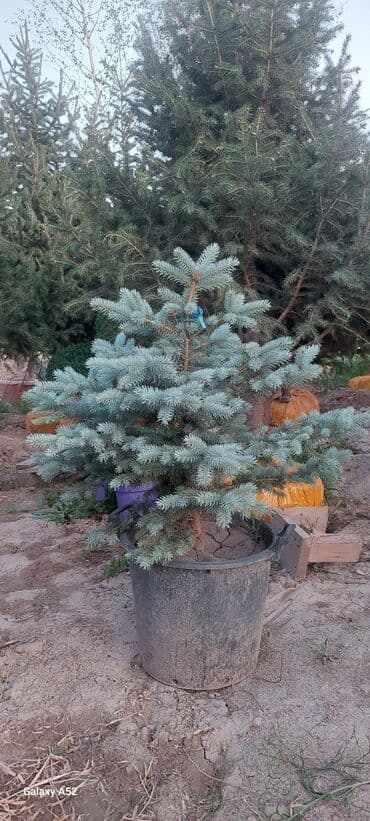 ель в горшке: Саженцы деревьев: Ели, Платная доставка — 1
