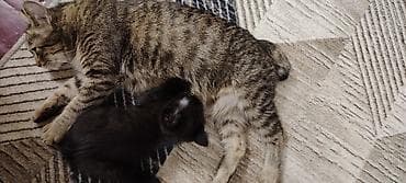белый котенок: Котята домашние, черного окраса (двое), с маленьким белым галстуком у — 10