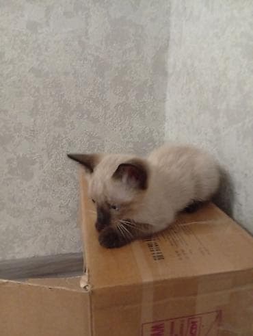 Отдам даром котёнка в ответственные руки, взрослым людям. Или со — 5