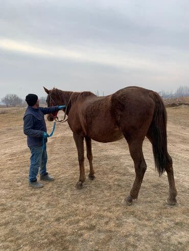 ко шомо: Продаю | Кобыла (самка) | Английская | Рабочий — 4
