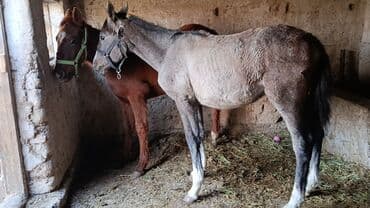 сельскохозяйственные животные продажа: Продаю | Жеребенок | Для разведения — 1