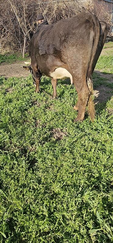 бараны токмак: Продаю | Корова (самка), Бык (самец), Тёлка | Алатауская, Швицкая | На откорм, Для разведения, Для молока | Племенные, Осеменитель, Стельные — 10