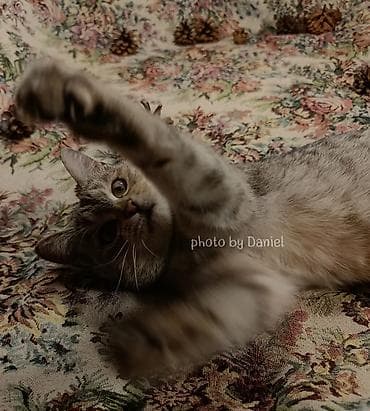 ветеринарная клиника токмок: Отдам кошечку — 7