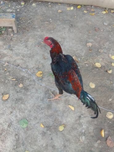 домашние яйца цена: 2000 сом 8 айлык жаш — 5