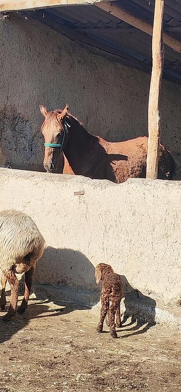 чистокровный лошади: Продаю | Кобыла (самка) | Полукровка | Для разведения — 3