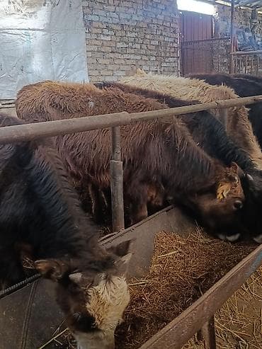 4 5мм: Сатам | Бука (эркек) — 5