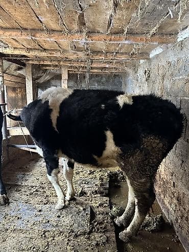 корова голштинской породы купить: Продаю | Тёлка | Голштин | Для молока, Для разведения | Нетель — 1