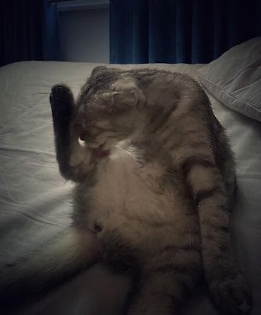 Скотиш Фолд (Шотландская вислоухая), 6 месяцев, Девочка, Серебристая шиншилла, Приучена к лотку, С прививками — 2