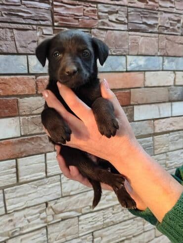 акустические системы ugreen колонка в виде собак: Срочно ищем дом щенкам. 4 мальчика и́ 2 девочки. привезём сами — 5