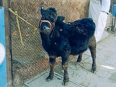 животные крс: Продаю | Тёлка, Корова (самка), Музоо, торпок | Ангус, Абердин-ангус | Для молока, На забой, Для разведения | Племенные, Искусственник — 1