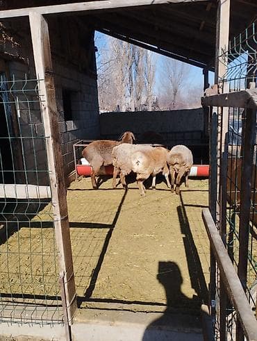 баран допер: Продаю | Ягненок | Арашан | Для разведения | Ярка — 4