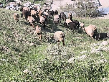 куры живые: Продаю | Овца (самка) | Для разведения | Матка — 6