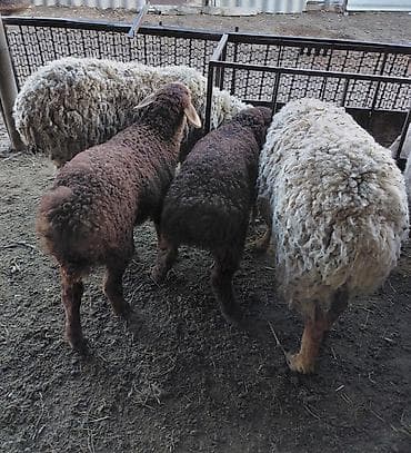 животных: Продаю | Овца (самка) | Для разведения — 2