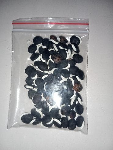 шишки хмеля: Семена Долихоса (Parthenocissus quinquefolia) — лиана для — 2