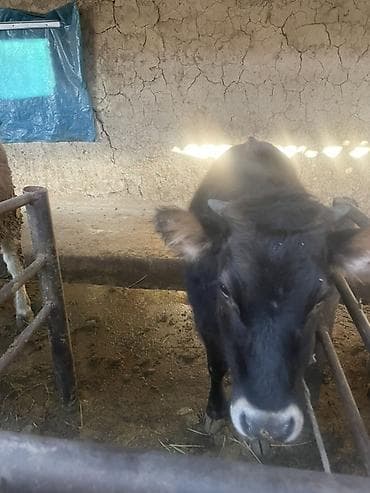 Үй жаныбарлары: Сатам | Кунаажын | Бордоп семиртүү үчүн — 2