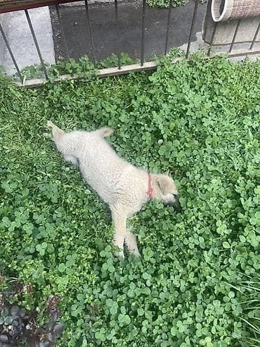 продажа щенков: Собака даром: 3 месяца, Самец — 2