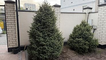 Ель обыкновенная (Picea abies) для озеленения участка. - Плотная