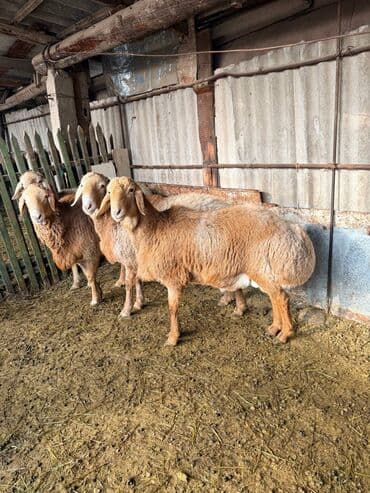 ат баши: Продаю | Баран (самец) | Арашан | Для разведения | Осеменитель — 4