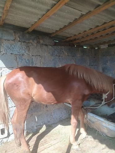 Продаю | Жеребец | На забой at lalafo.kg Продаю | Жеребец | На забой