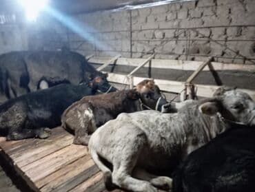 мальки рыб: Продаю | Тёлка | Полукровка | На откорм | Привязанные — 1