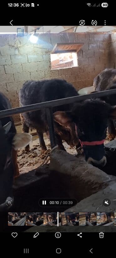 дойних коров: Продаю | Бык (самец) | Полукровка | На откорм | Привязанные — 10