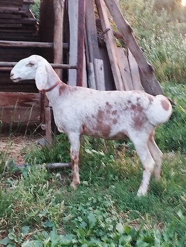 Продаю | Овца (самка) | Арашан — 3
