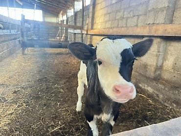 продаю корову с теленком: Продаю | Музоо, торпок | Голштин | На откорм | Искусственник — 4
