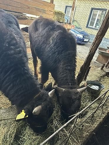 мал базар токмок: Продаю | Бык (самец) | На откорм | Привязанные — 9