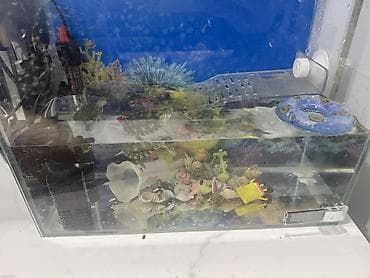 кунажын бишкек: Продаю аквариум не большой 15 литров с двумя черепашками они маленькие — 1