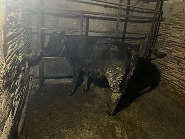 корова самка: Продаю | Тёлка | Алатауская | На откорм | Привязанные — 2