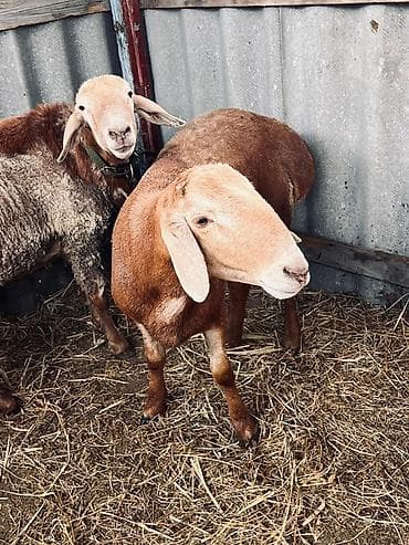 продам рыбу: Продаю | Овца (самка) | Для разведения | Племенные — 3