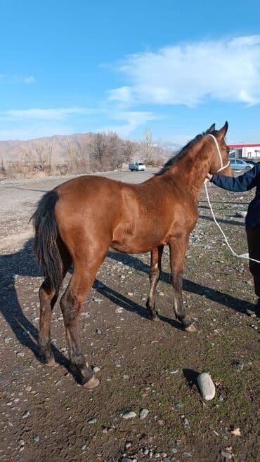 Лошади, кони: Продаю | Жеребец, Жеребенок, Кобыла (самка) | Рабочий — 2