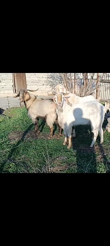 гусиный яйца: Продаю | Коза (самка) | Для разведения — 1