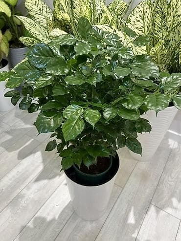 Комнатные растения в декоративных кашпо - Кофейное дерево (Coffea