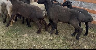 лабрадор цена бишкек: Продаю | Овца (самка), Баран (самец) | На забой — 3