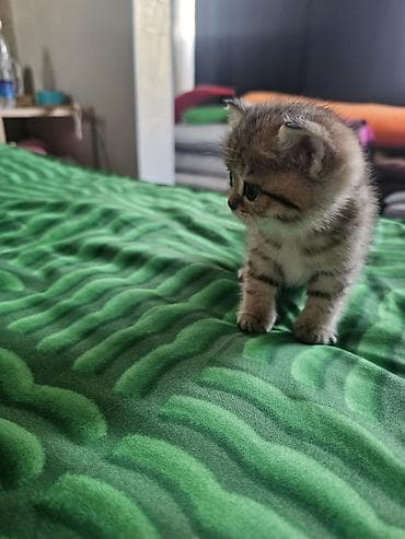 белый котенок: Котята скотиш страйт 1 месяц все девочки - Окрас: два светлых — 4