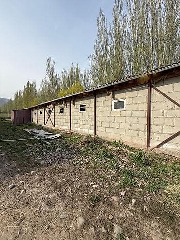 бассен: Ферма КРС, 240 соток, Действующий, Электричество — 5