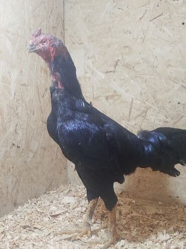 собаки рынок в бишкеке цены: Дакан тулок короз сатылат алмашу жолдору бар адрес Заря Тынчтык конушу — 5