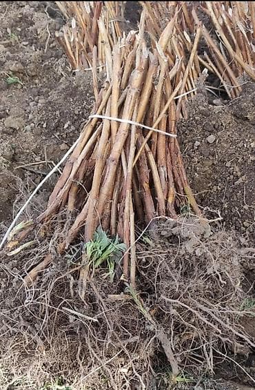 продаю раков: Малина ремонтантная «Полька» — саженцы Описание сорта: - Ремонтантный — 4