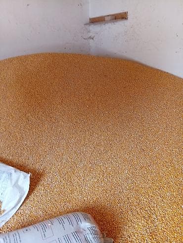 бетон мешалки: Продается кукуруза 🌽 сорт "пионер" 7-8 тонн — 2