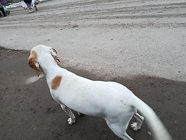 собаки хаски щенки: Пойнтер, 8 месяцев, Самка, С родословной — 5